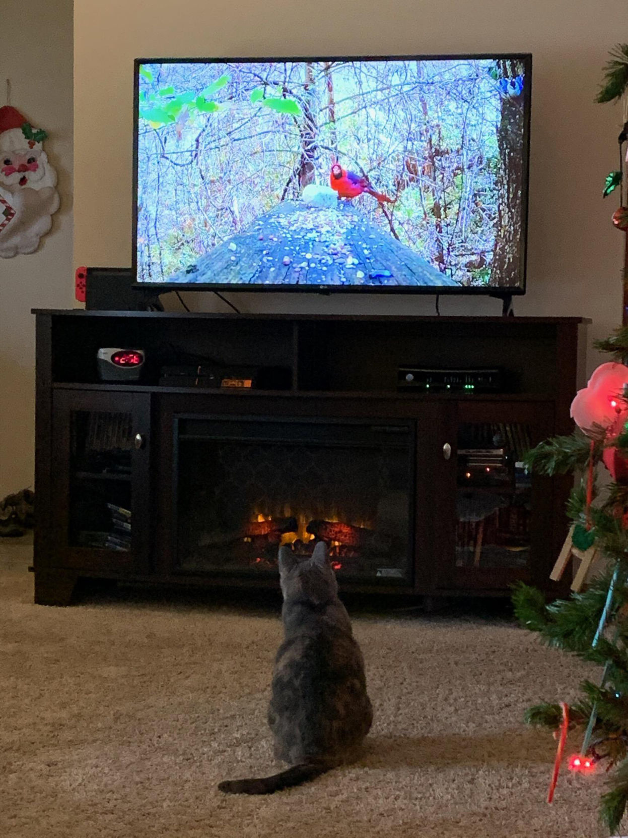 cat watching TV